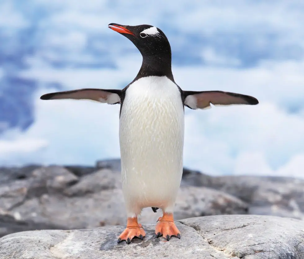 Penguin Tales