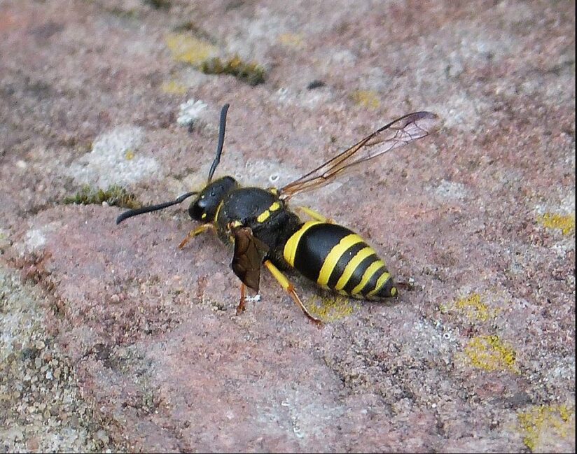Busy Bees